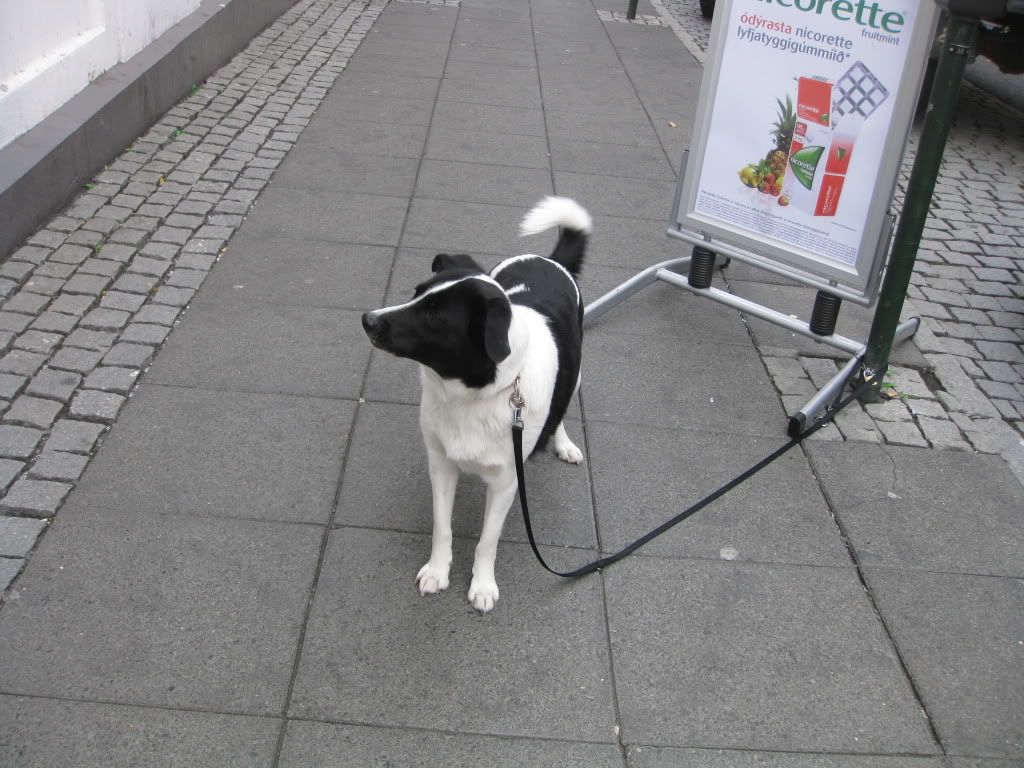 Dogs Icelandic Language Blog